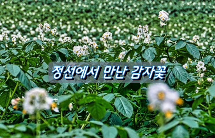 강원도 정선여행길에 만난 하얀 감자꽃 강원도 정선여행길에 만난 하얀 감자꽃