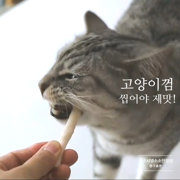 고양이 껌 씹어야 제맛! 츄츄닷컴 냥치껌, 한번 씹어봐!