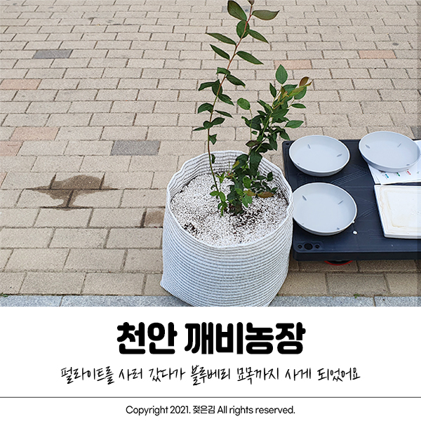 천안 블루베리 농장 깨비농장에서 펄라이트와 묘목 구매했어요 천안 블루베리 농장 깨비농장에서 펄라이트와 묘목 구매했어요