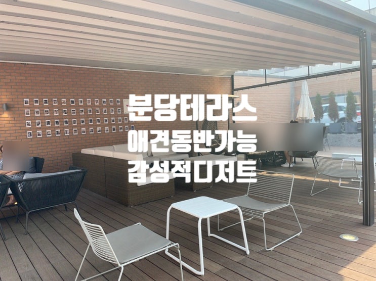  정자동 애견동반카페 키쏘커피 감성있는 신상느낌 아란치아 특별해