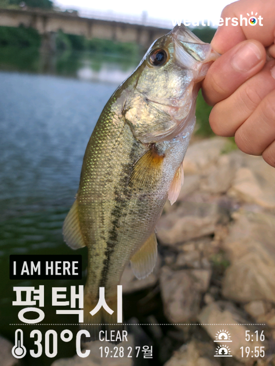  [2021.07.02] 아산 둔포천 계양수로 배스 루어 워킹 낚시 (feat. 노싱커, 번지리그)
