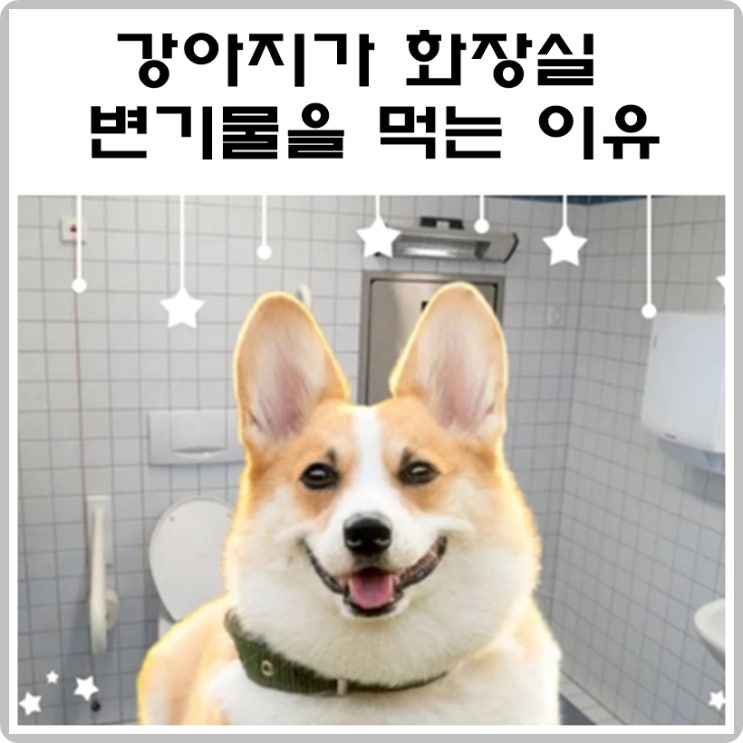 강아지가 화장실 변기물을 먹는 이유