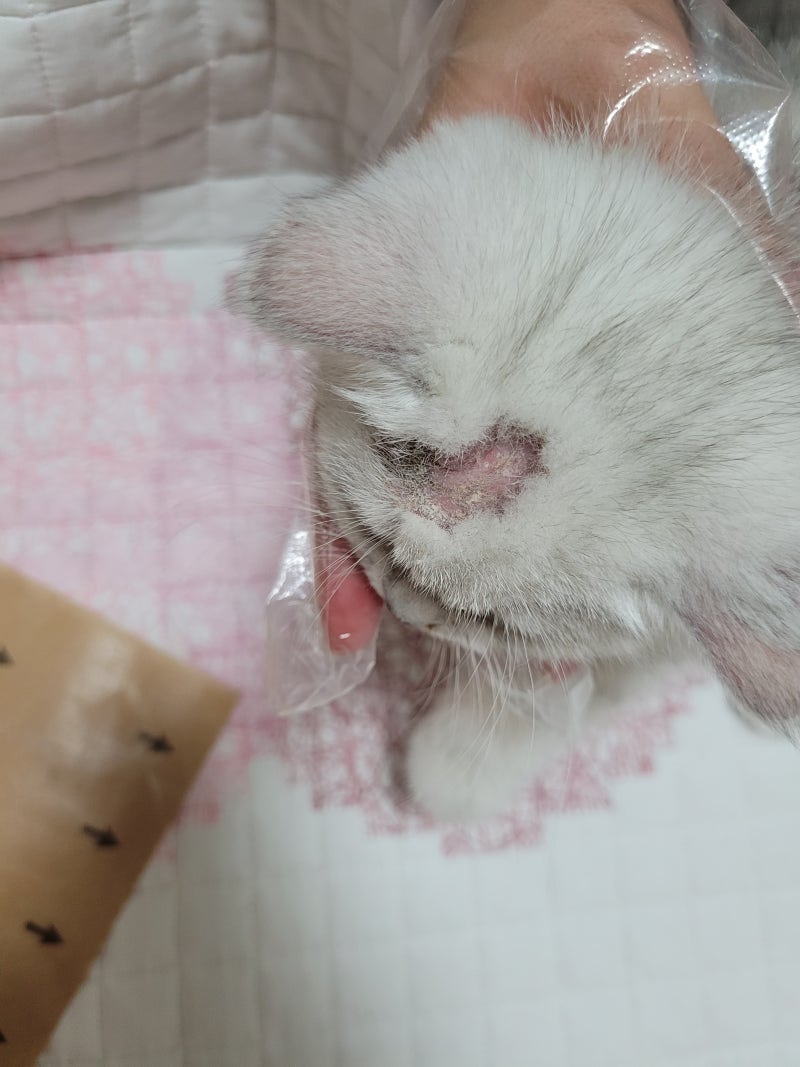 고양이 곰팡이성 피부병 ☆ 링웜 증상, 치료 및 관리법 알아볼게요 : 네이버 블로그 고양이 곰팡이성 피부병 ☆ 링웜 증상, 치료 및 관리법 알아볼게요 : 네이버 블로그