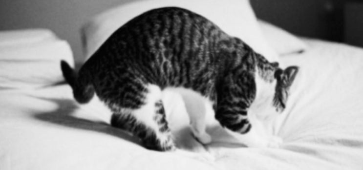 고양이가 침대에 소변을 봐요 : 고양이 화장실 실수 원인과 해결방법