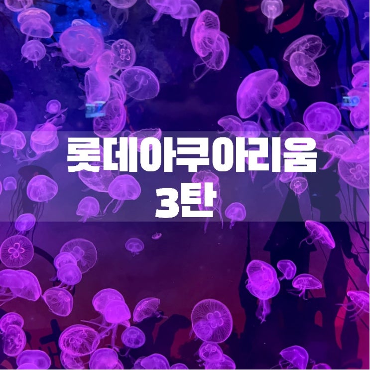  코엑스 / 롯데월드 아쿠아리움 철저비교! ㅇㅣ제 마음에 드는 아쿠아리움으로 골라서 다녀오세요 ㅎ (아쿠아리움 비교 3탄)