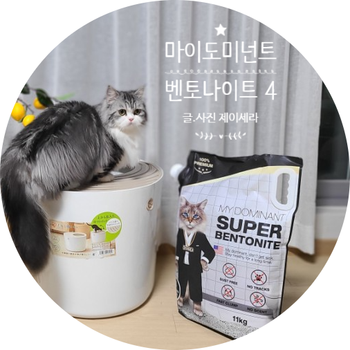 다묘가정에 고양이 화장실 위치(feat. 마이도미넌트 벤토나이트 고양이모래)