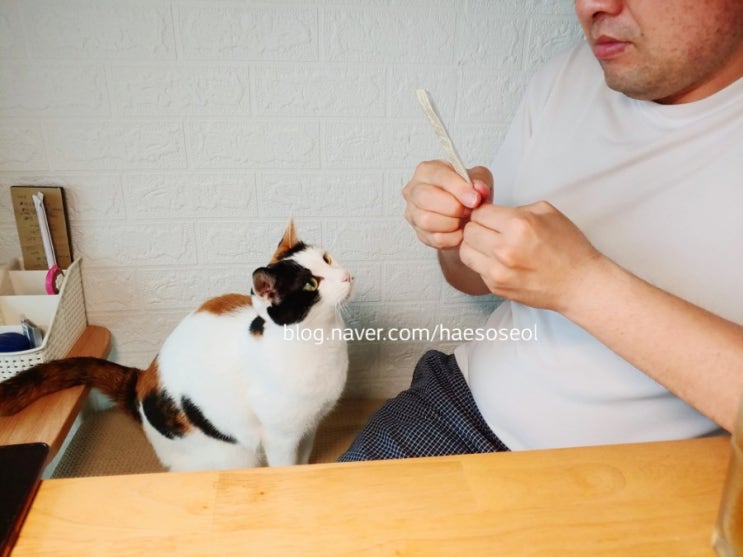  고양이 4남매 일상, 맛있는 간식 츄르 먹고 휴식 중