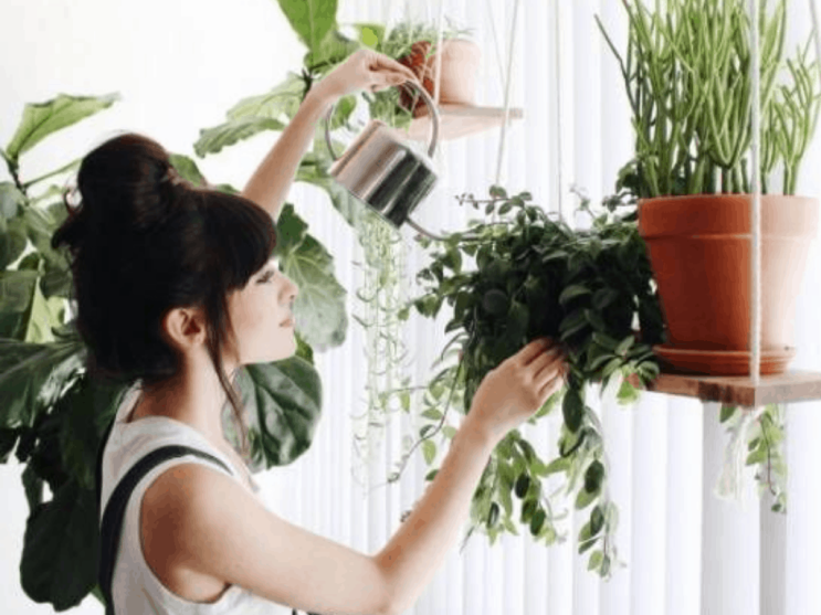 실내식물 거실식물 침실식물 화장실식물 넝쿨식물 행잉식물 인테리어