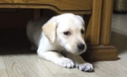 래브라도 리트리버 퍼피 시절 밤이 모습 Labrador Retriever 래브라도 리트리버 퍼피 시절 밤이 모습 Labrador Retriever
