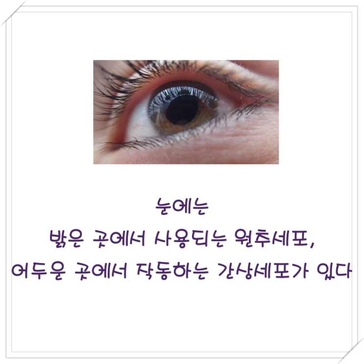  눈에는 밝은 곳에서 사용하는 원추세포, 어두운 곳에서 동작하는 간상세포가 있다.