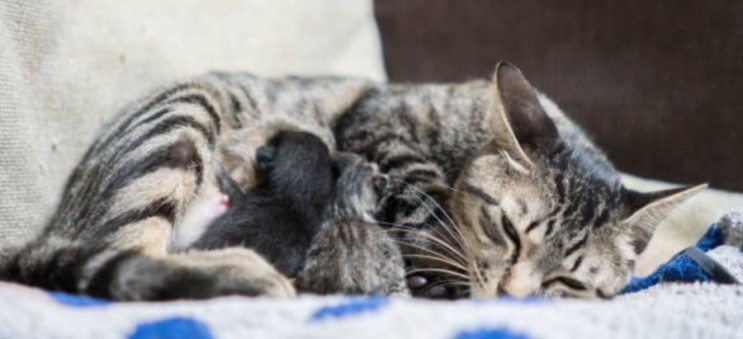 고양이 임신 후 산후조리 : 출산 후 음식에 대하여