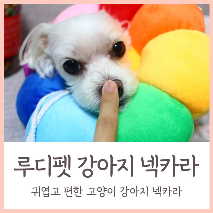 루디펫 강아지 넥카라 / 귀엽고 편한 발 핥음 방지 넥카라 추천