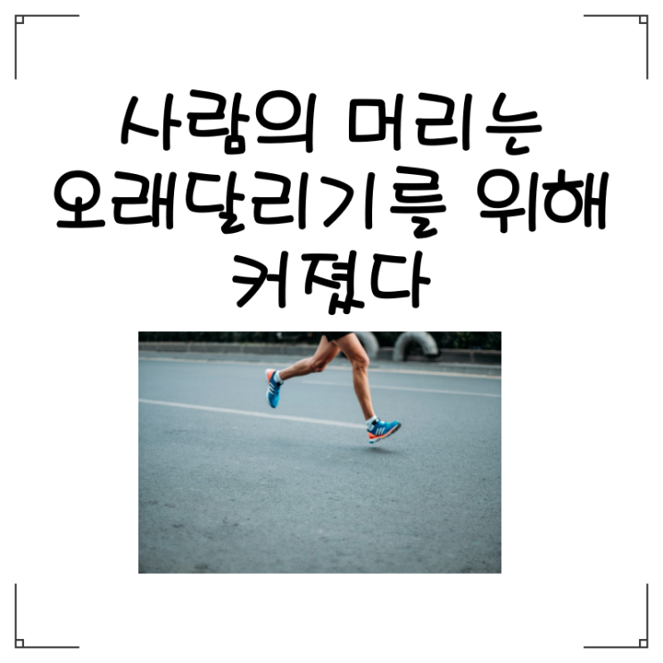  사람의 머리는 오래달리기를 하기 위해 커졌다.