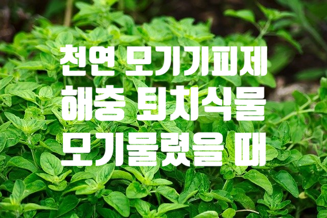  천연 모기 퇴치법 기피제 식물 (ft. 모기 물렸을 때 가려움 없애는 방법) 잘 물리는 사람 혈액형