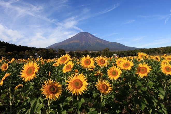 일본 여름 여행 해바라기 꽃구경 인생사진 스팟 장소 3곳