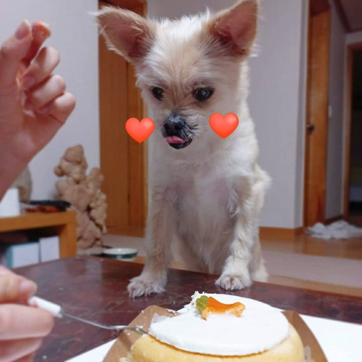  까치의 당근케이크 먹방!c(with.담무네수제간식)