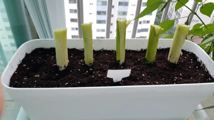 대파 키우기, 베란다 텃밭 시작했습니다. 대파 키우기, 베란다 텃밭 시작했습니다.