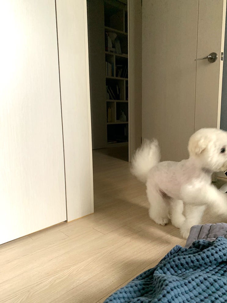  [[애견미용]]미용하고 자유를 얻은 조던
