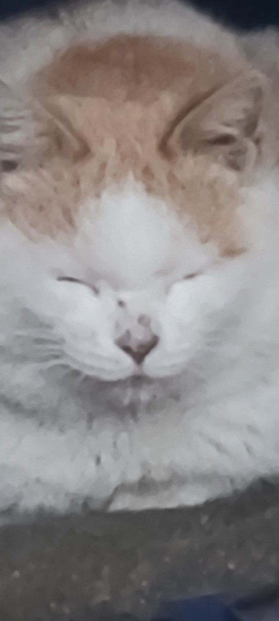  [일상기록] 길냥이 밥주기