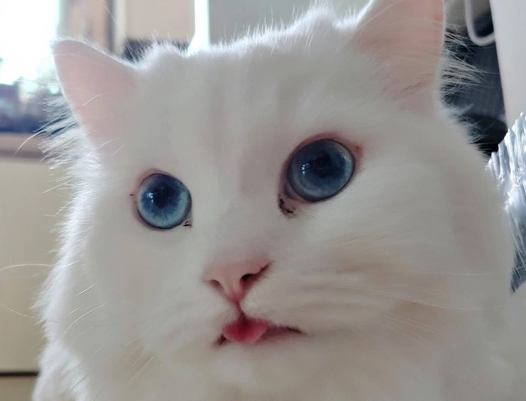  혀 집어넣는거 깜빡한 고장난 고양이
