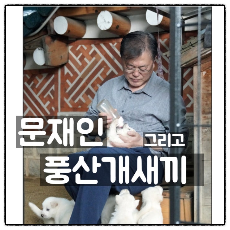 문재인과 풍산개새끼