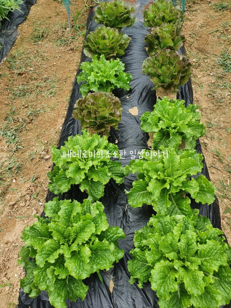  용인 삼가동 주말농장 장마오기전 텃밭정리하기