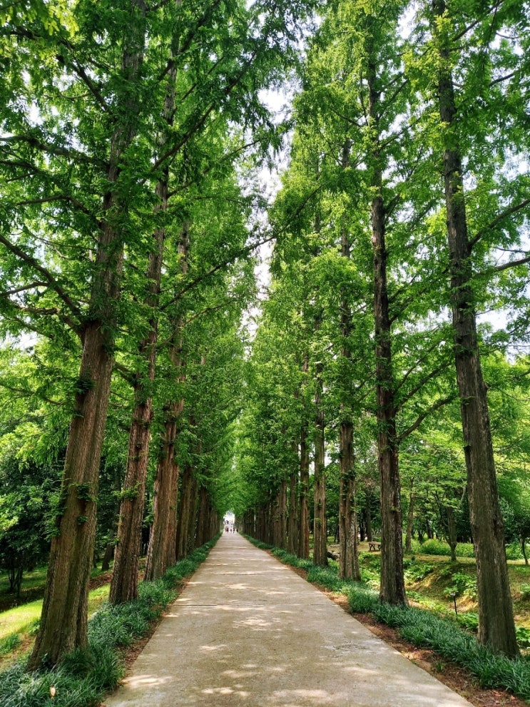  나주 산림자원연구소 메타세콰이어길 가족과 나들이, 연인과 데이트 하기 좋은곳[전남 나주 여행 2편]