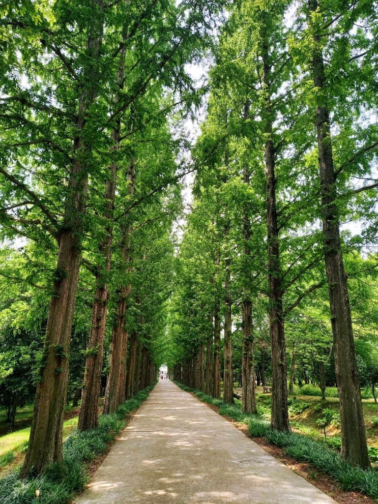 나주 산림자원연구소 메타세콰이어길 가족과 나들이, 연인과 데이트 하기 좋은곳[전남 나주 여행 2편]