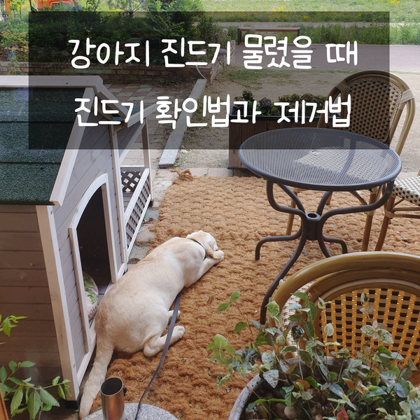  강아지 진드기에 물렸을 때 당황할 필요 없어요