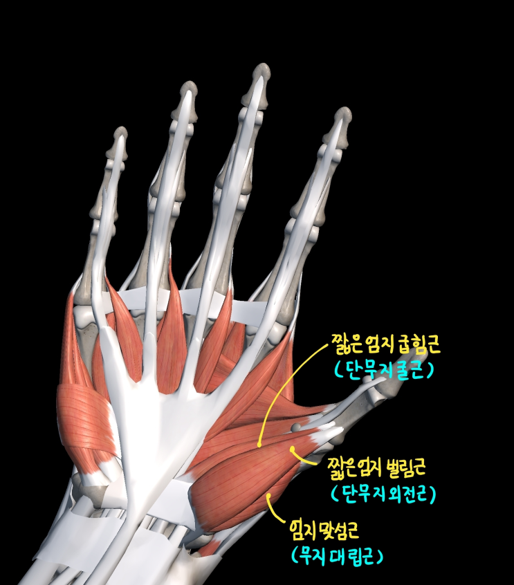  [상지 근육] 손 근육 (엄지두덩)