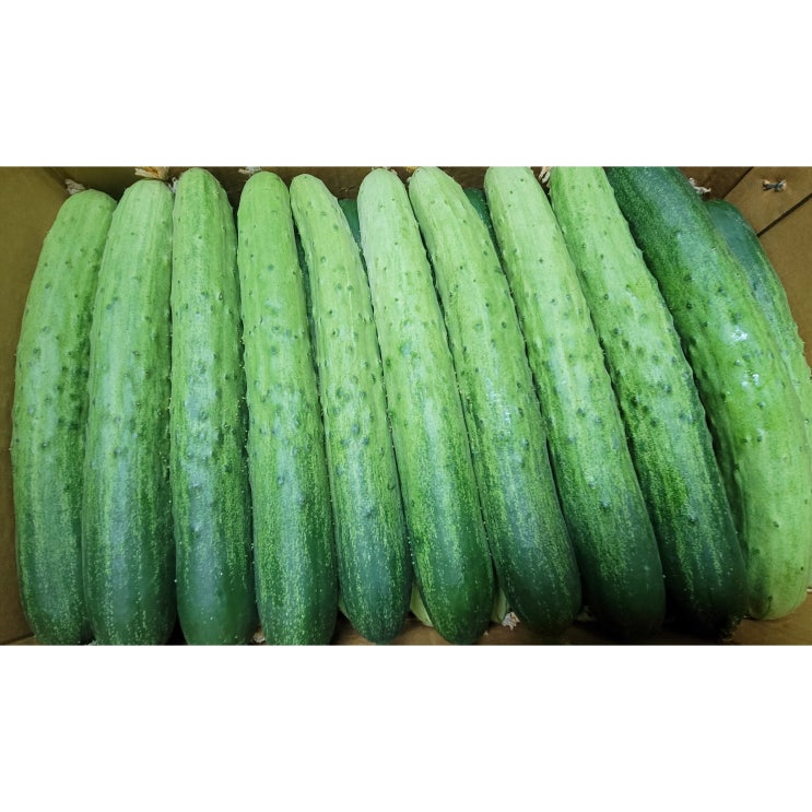 많이 찾는 백다다기 (특) 백오이/국내산 3kg 5kg 10kg 15kg, 백다다기 3kg 좋아요 많이 찾는 백다다기 (특) 백오이/국내산 3kg 5kg 10kg 15kg, 백다다기 3kg 좋아요