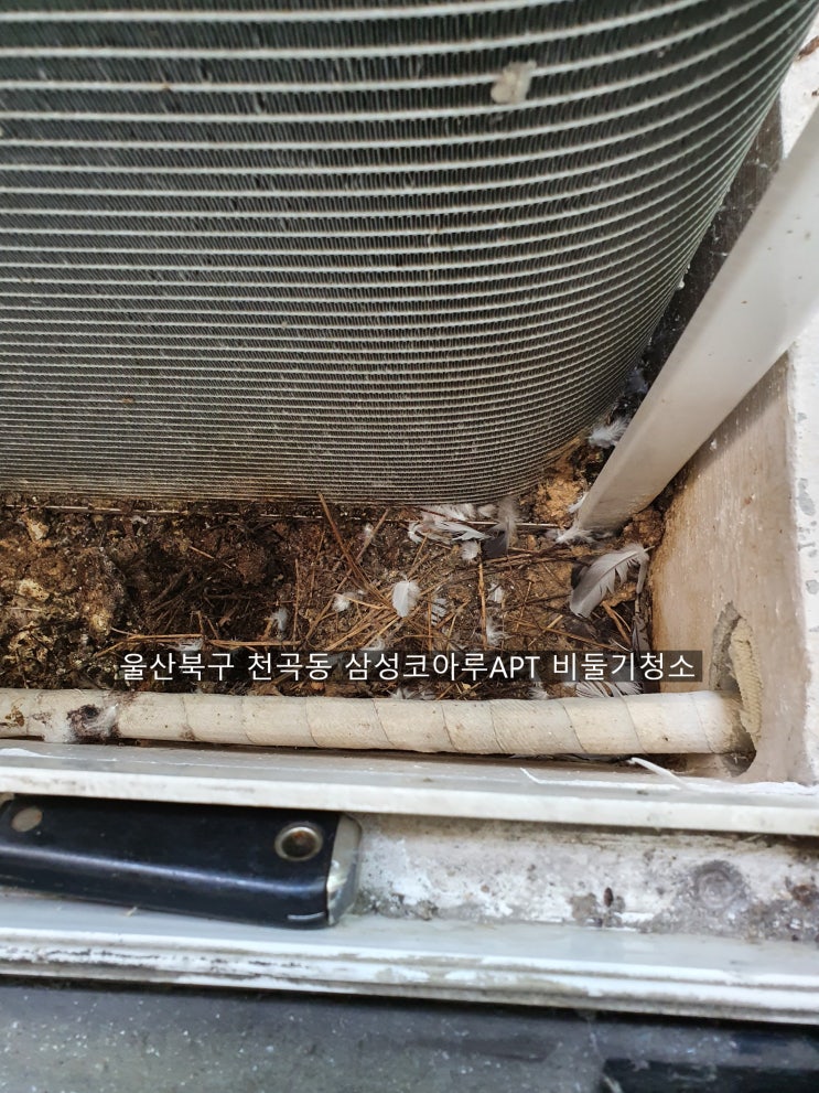  양산비둘기퇴치청소 울산북구천곡동 삼성코아루APT 비둘기악취청소 새끼수거 알수거~해피홈케어