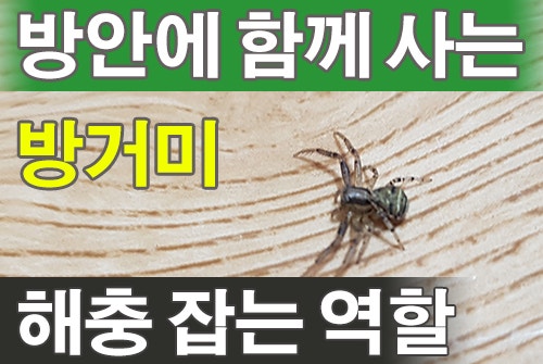 집안에 함께 사는 거미 방거미 역할 해충잡는 익충 종류 방안에 같이 사는 이유 거미 모습
