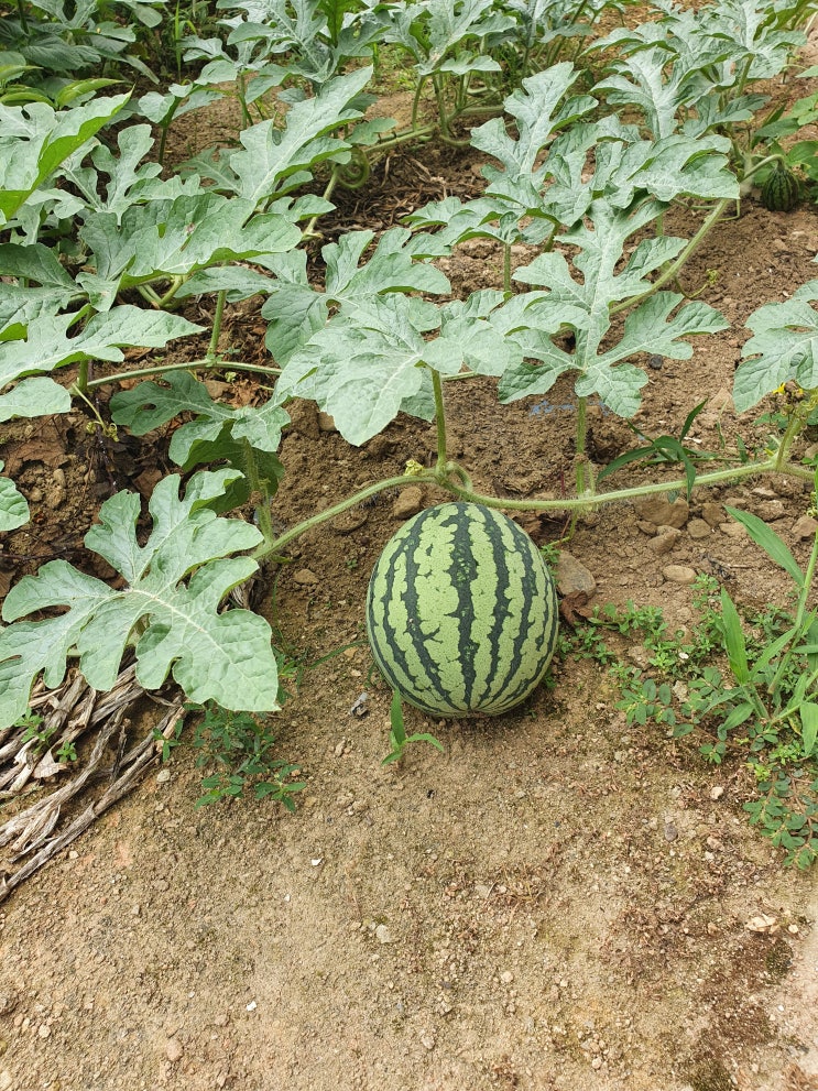  수박 풍경