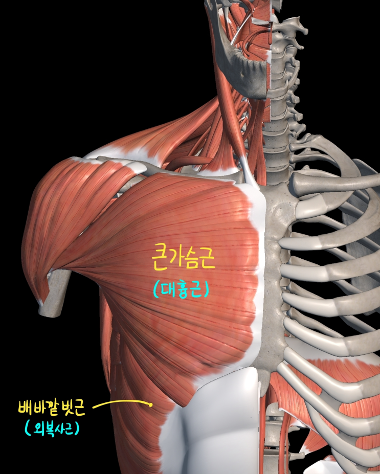  [몸통 근육] 가슴 근육 (가슴근부위)