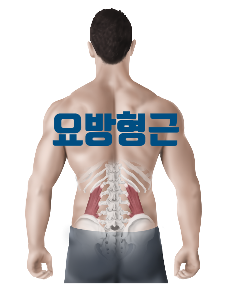 갑작스러운 운동으로 허리 통증이 생겼다면 요방형근을 확인해야 합니다. - 허리옆으로 통증, 측굴시통증 - 안양역 야간진료
