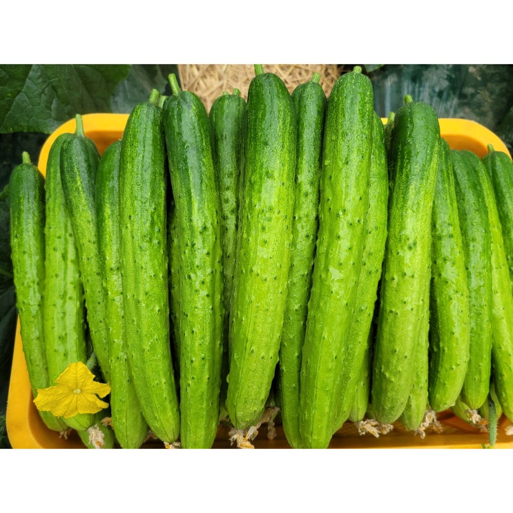 가성비 좋은 뽀빠이팜 산지직송 싱싱한백다다기오이 2kg 5kg 10kg, 1box, 백다다기 상10kg (45개내외) ··· 가성비 좋은 뽀빠이팜 산지직송 싱싱한백다다기오이 2kg 5kg 10kg, 1box, 백다다기 상10kg (45개내외) ···