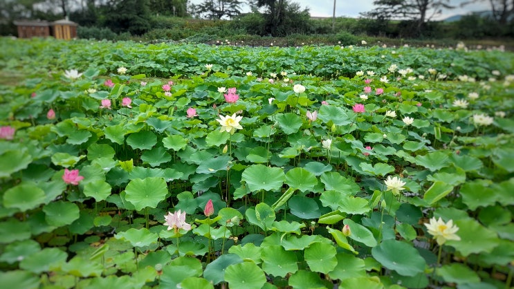  경주 가볼만한 대표적인 연꽃과 수련 명소 3곳