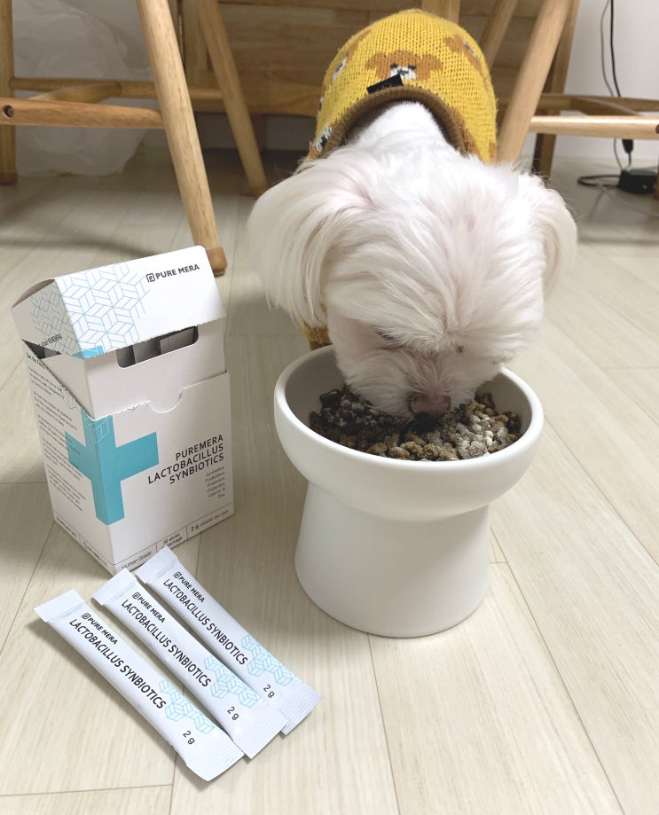  강아지 유산균 추천 퓨어메라 신바이오틱스 솔직후기 (feat.입짧은말랑이)