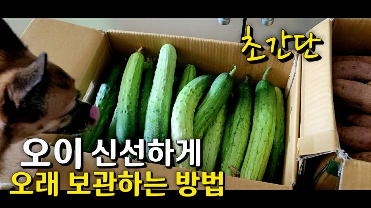  [자연식물식]오이편(1) 오이 신선하게 오래 보관하기!! 오이 농약제거 세척하는 방법!!