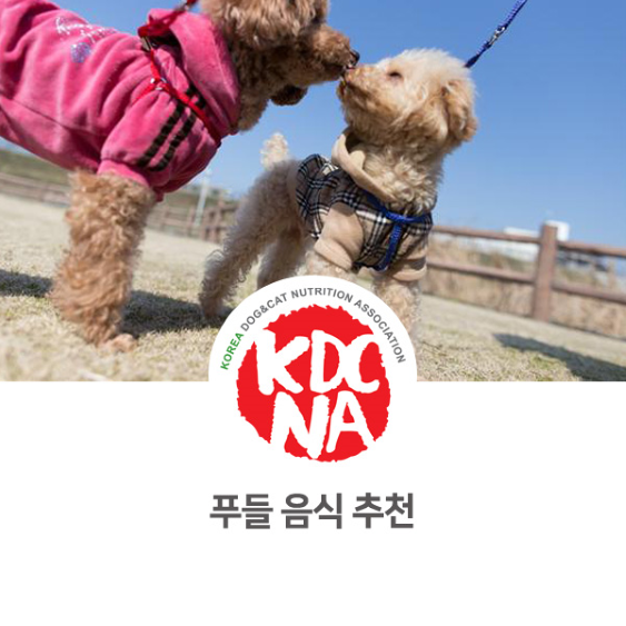  정유경 펫영양사가 알려주는 푸들을 위한 펫푸드 음식 추천_814 [펫푸드자격증/반려동물영양전문강사/애견수제간식창업/강아지식단/고양이식단/강아지자연식/익산/군산/대구/담양/공주]