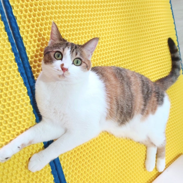  내돈내산•고양이모래.Sclass모래. 고양이 모래 갈아주기
