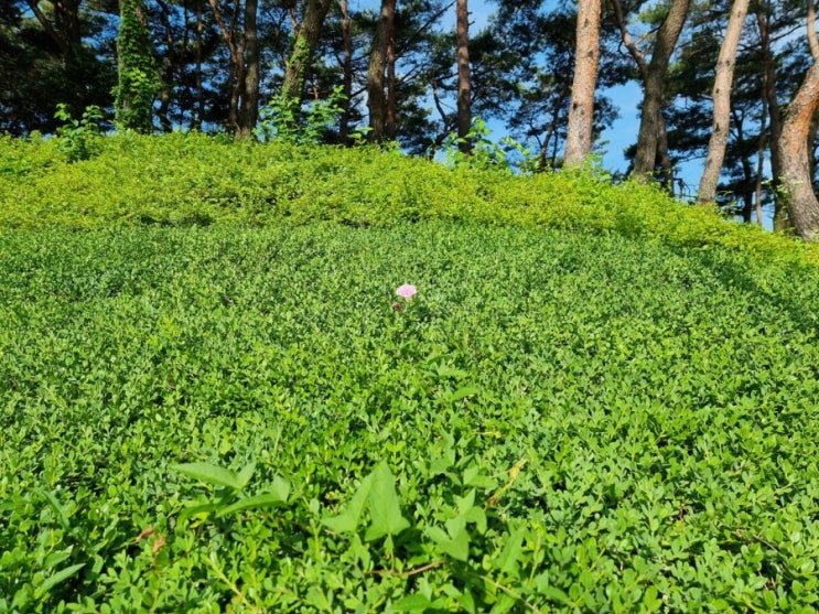  외로운 나팔꽃