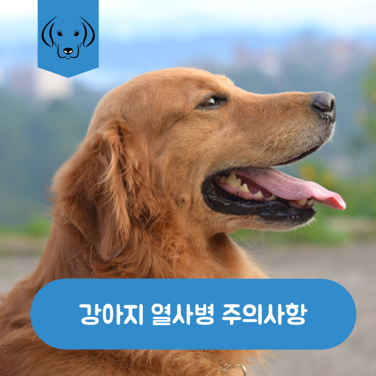  강아지 열사병 주의사항과 응급조치방법