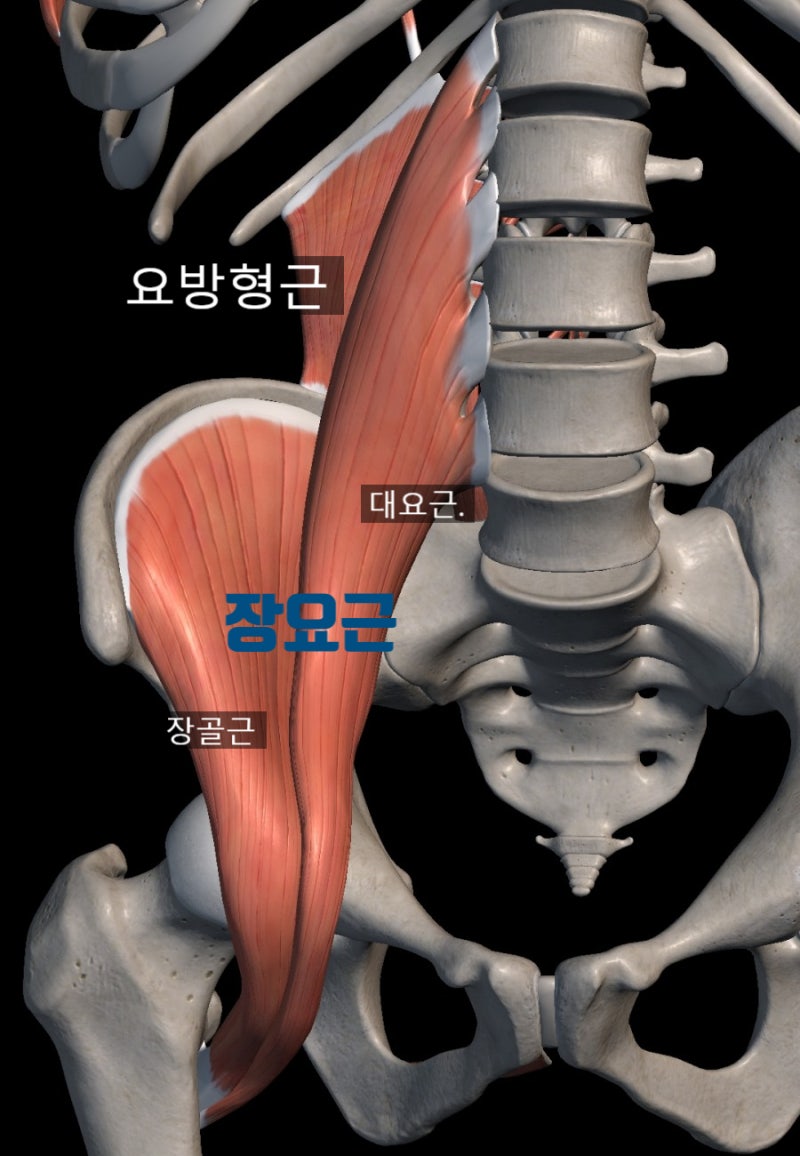 갑작스러운 운동으로 허리 통증이 생겼다면 요방형근을 확인해야 합니다. - 허리옆으로 통증, 측굴시통증 : 네이버 블로그
