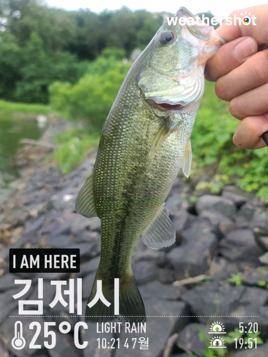  [2021.07.04] 김제 대율저수지 배스 루어 워킹 낚시 (Feat. 노싱커)