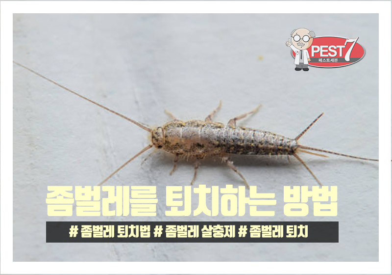 이 방충제로 빈대를 깨끗하게 잡는 방법을 알아보세요!