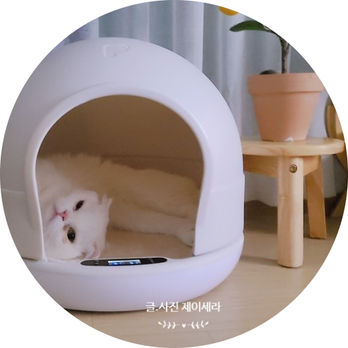 포그미 돔 하우스 21세기 스마트한 고양이숨숨집 적응기 2편