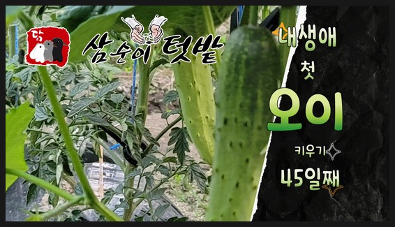  삼순이텃밭에서 오이 키우기 45일의 기적