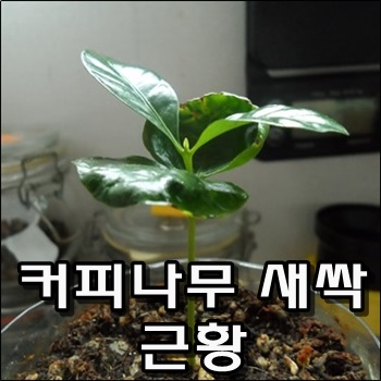 커피나무 새싹 근황